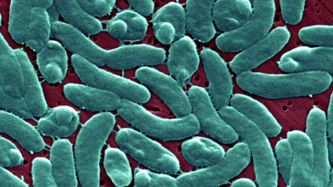 La bacteria del mar que amputa piernas: amenaza creciente por el cambio climático